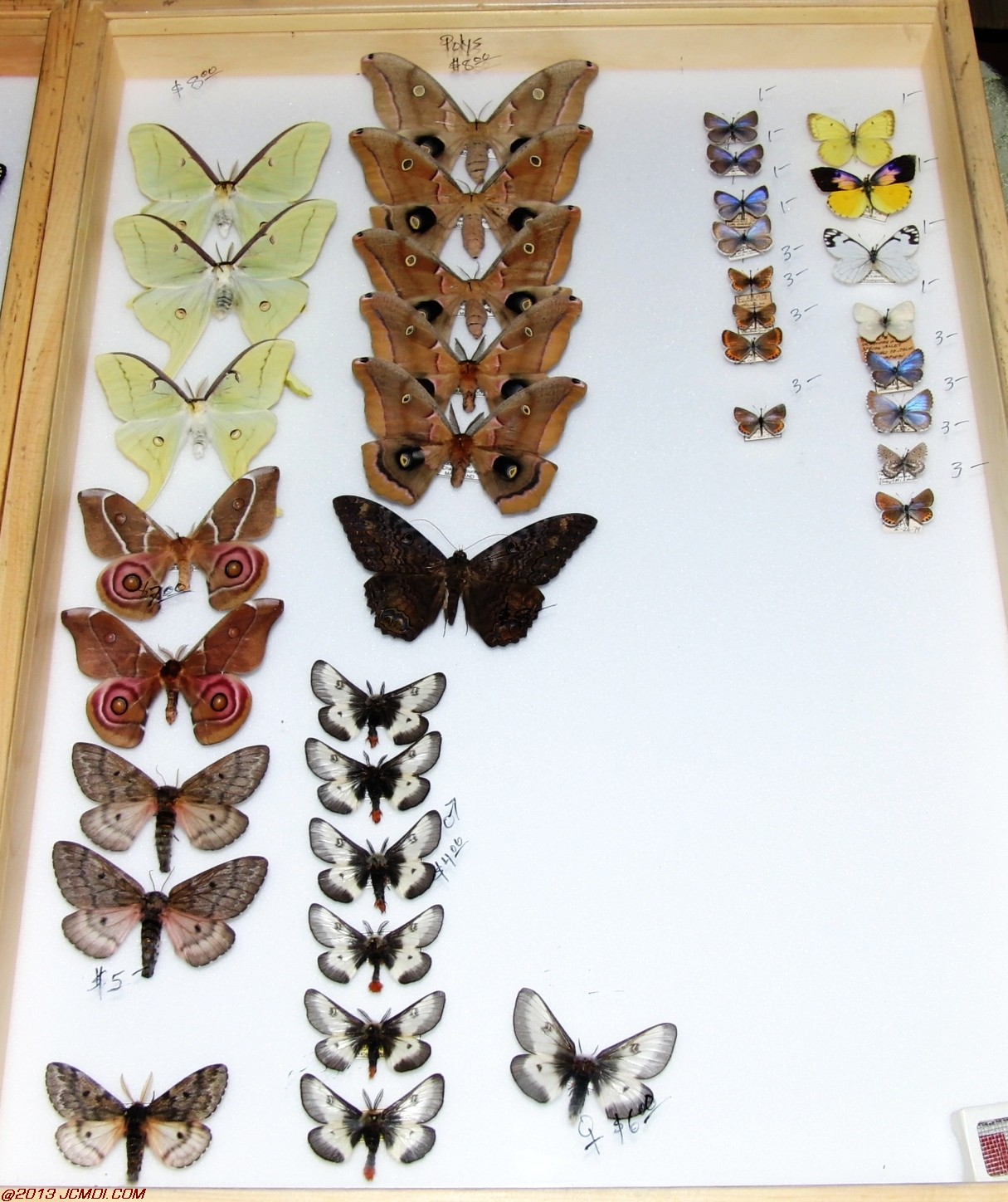 Case of vaious species
